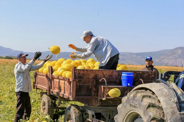 Kırkağaç Kavunu Hasadında Rekor Bekleniyor