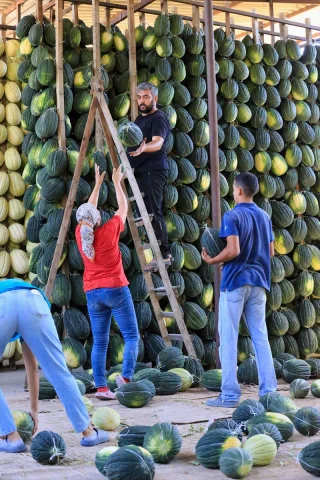 Kırkağaç Kavunu Hasadında Rekor Bekleniyor