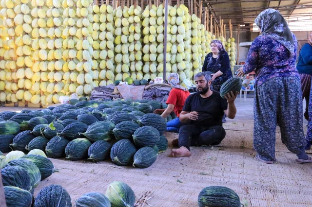 Kırkağaç Kavunu Hasadında Rekor Bekleniyor