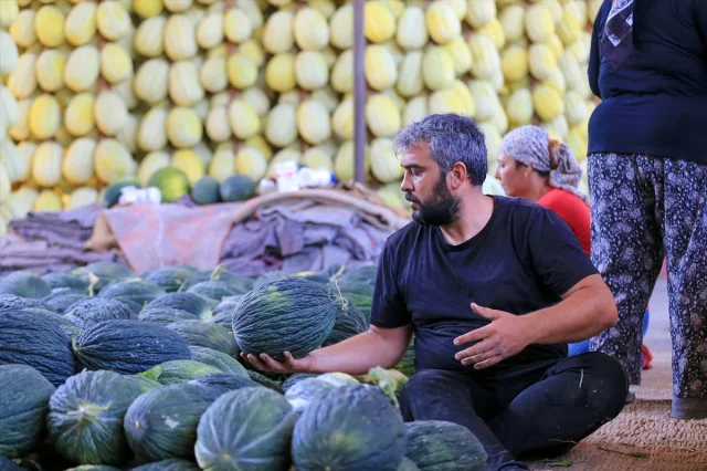 Kırkağaç Kavunu Hasadında Rekor Bekleniyor