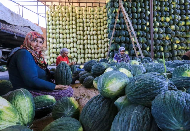Kırkağaç Kavunu Hasadında Rekor Bekleniyor