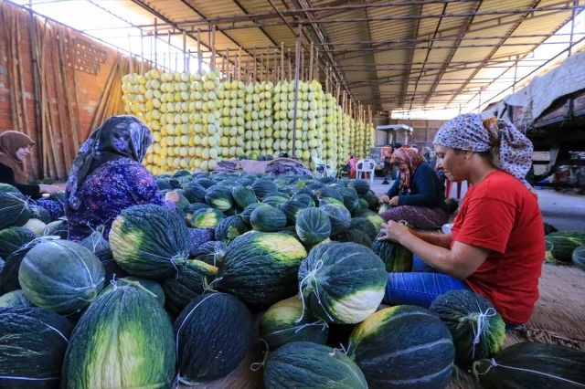 Kırkağaç Kavunu Hasadında Rekor Bekleniyor