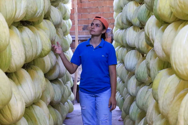 Kırkağaç Kavunu Hasadında Rekor Bekleniyor