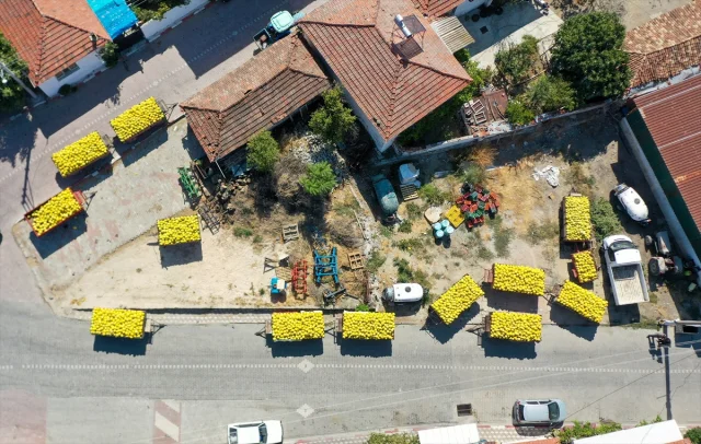 Kırkağaç Kavunu Hasadında Rekor Bekleniyor