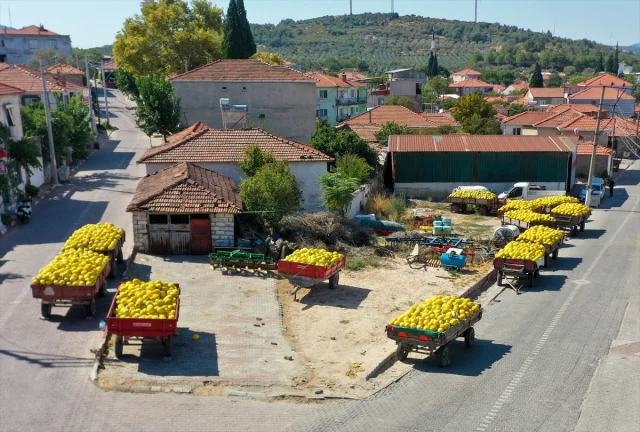 Kırkağaç Kavunu Hasadında Rekor Bekleniyor