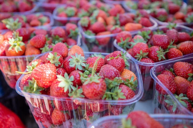 Sakarya'da Çilek Festivali Coşku Dolu Anlara Sahne Oldu