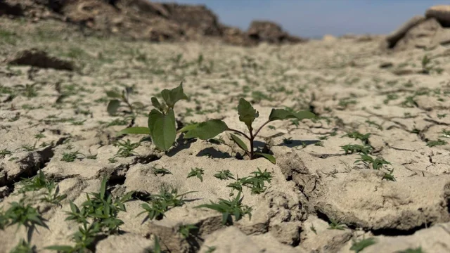 Kuraklık Çanakkale'yi Kıskacına Aldı: Barajlar ve Tarım Alarm Veriyor