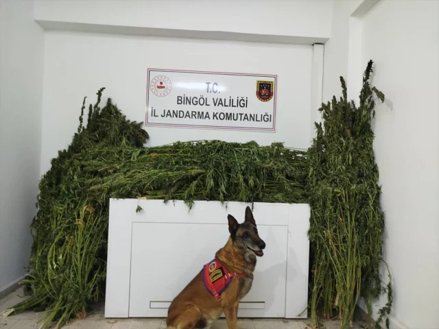 Bingöl'deki Büyük Operasyon Şoke Etti: 91 Kilo Esrar Ele Geçirildi
