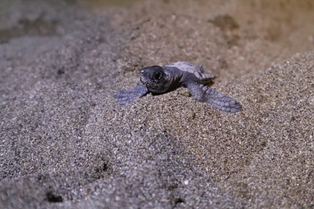 Muğla'nın Unutulmaz Misafirleri: Yardımla Hayata Tutunan Kap...