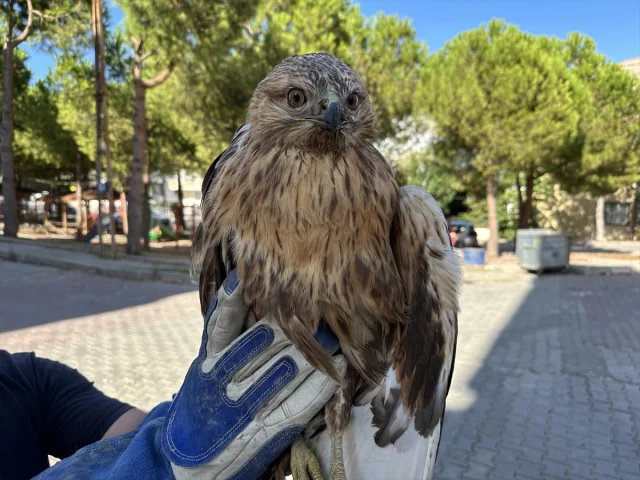 Yaralı Kızıl Şahin Sinop'ta Yeniden Hayata Döndürülüyor