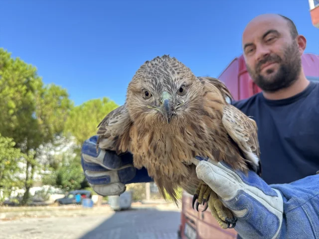 Yaralı Kızıl Şahin Sinop'ta Yeniden Hayata Döndürülüyor