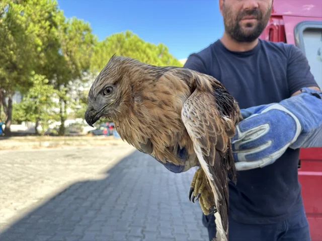 Yaralı Kızıl Şahin Sinop'ta Yeniden Hayata Döndürülüyor