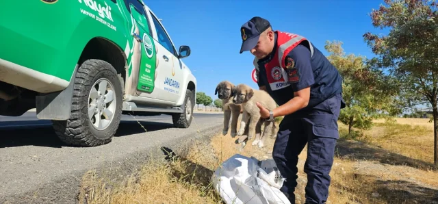 Muş'ta Yol Kenarında Terk Edilen Yavru Köpekler İçin Duygulandıran Kurtarma