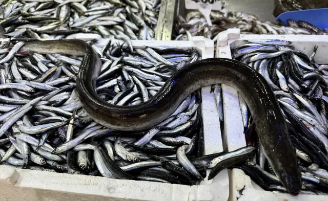 Sinop'ta Şaşırtıcı Av: Hamsi Ağına Takılan Sürpriz