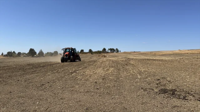 Edirne'de Kanola Üretimi Şimdi Daha Güçlü