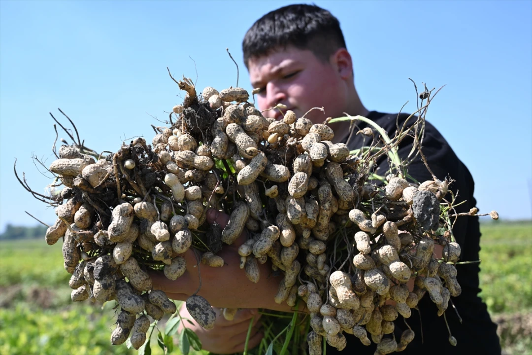 Osmaniye'nin Ünlü Yer Fıstığında Hasat Başladı
