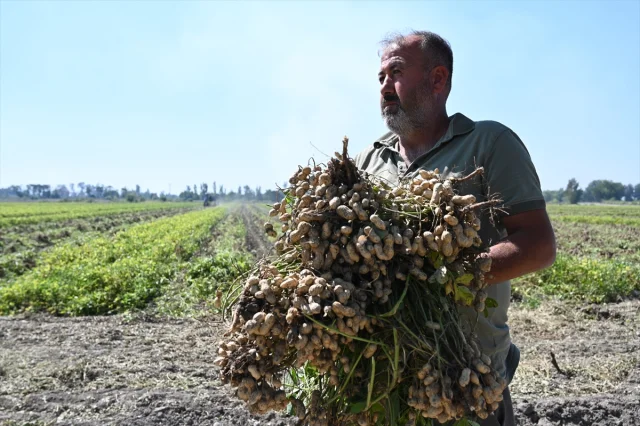 Osmaniye'nin Ünlü Yer Fıstığında Hasat Başladı