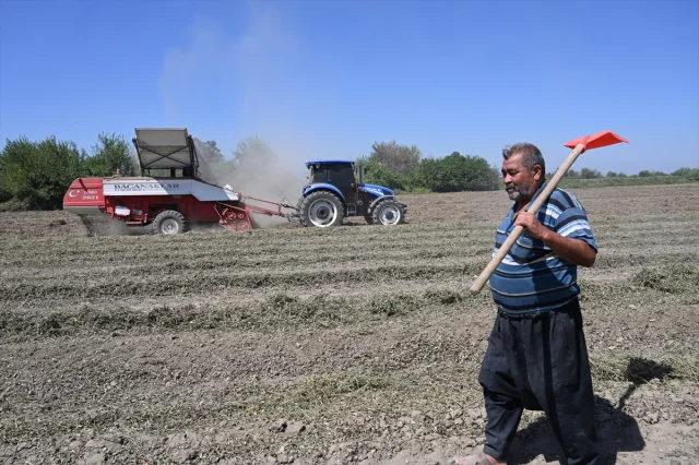 Osmaniye'nin Ünlü Yer Fıstığında Hasat Başladı