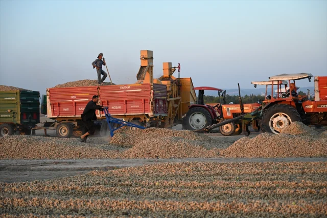 Osmaniye'nin Ünlü Yer Fıstığında Hasat Başladı