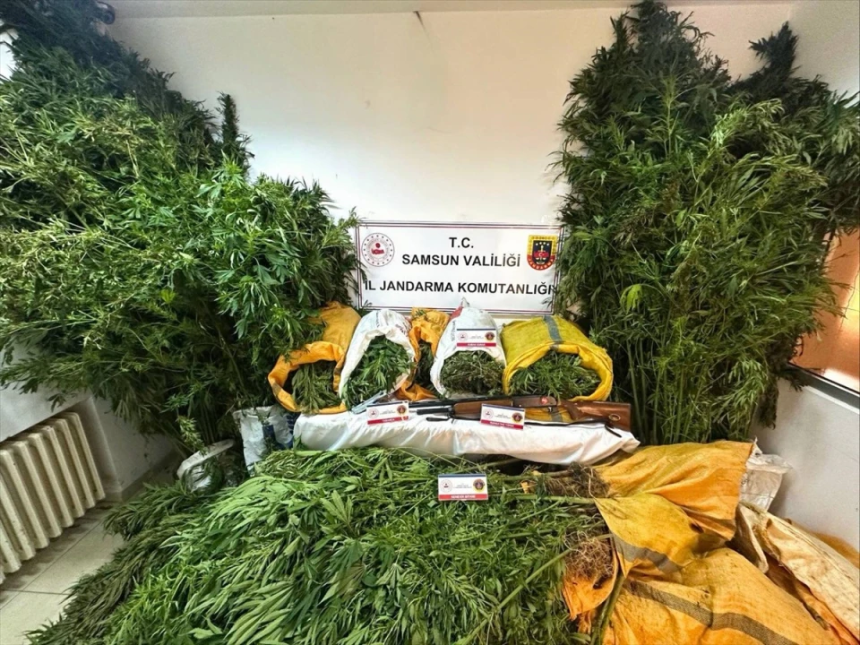 Samsun'da Şok Operasyon: Fındık Bahçesinde Gizli Kenevir Tarlası Bulundu