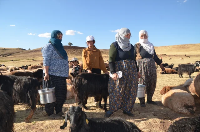 Muş Yolgözler'de Kadınların Zorlu Süt Sağım Mesaisi: Eşsiz Bir Mücadele