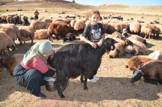 Muş Yolgözler'de Kadınların Zorlu Süt Sağım Mesaisi: Eşsiz Bir Mücadele