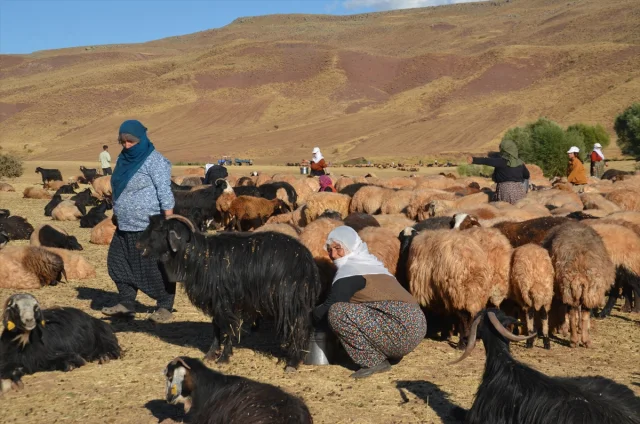 Muş Yolgözler'de Kadınların Zorlu Süt Sağım Mesaisi: Eşsiz Bir Mücadele