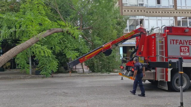 Samsun'da Ağaç Devrilmesi: Güvenlik Zafiyeti Mi?