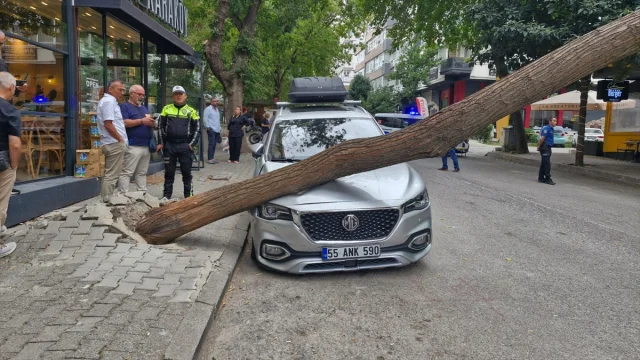 Samsun'da Ağaç Devrilmesi: Güvenlik Zafiyeti Mi?