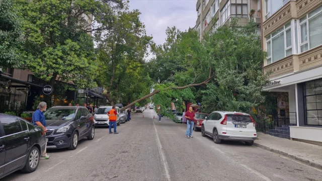 Samsun'da Ağaç Devrilmesi: Güvenlik Zafiyeti Mi?
