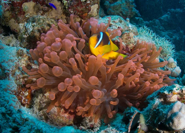 Ras Muhammed Milli Parkı: Dalış Tutkunları için Eşsiz Macera