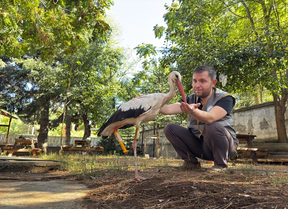 Pamuk Leylek Yeni Protez Bacağıyla Maceraya Hazırlanıyor