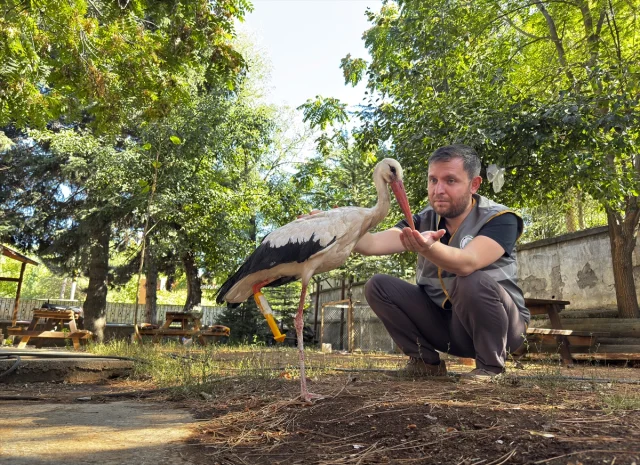 Pamuk Leylek Yeni Protez Bacağıyla Maceraya Hazırlanıyor