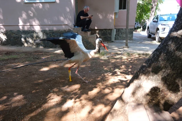 Pamuk Leylek Yeni Protez Bacağıyla Maceraya Hazırlanıyor