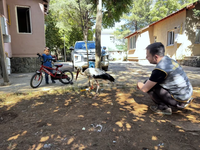 Pamuk Leylek Yeni Protez Bacağıyla Maceraya Hazırlanıyor