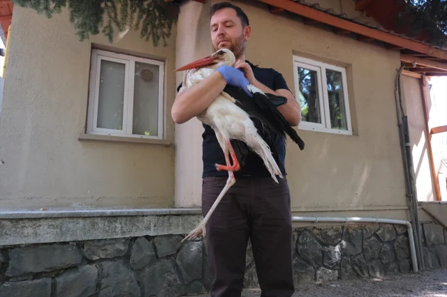Pamuk Leylek Yeni Protez Bacağıyla Maceraya Hazırlanıyor