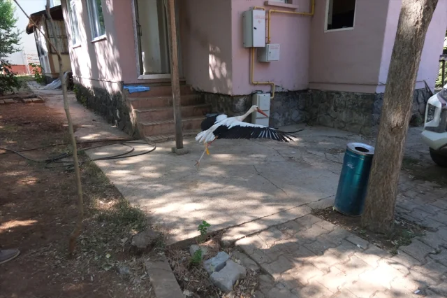 Pamuk Leylek Yeni Protez Bacağıyla Maceraya Hazırlanıyor