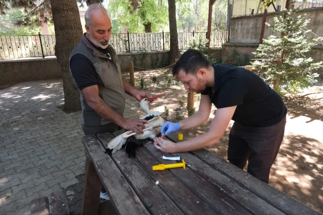 Pamuk Leylek Yeni Protez Bacağıyla Maceraya Hazırlanıyor