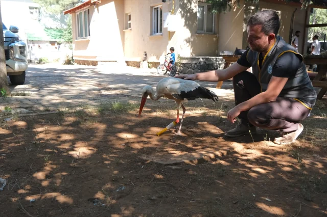 Pamuk Leylek Yeni Protez Bacağıyla Maceraya Hazırlanıyor