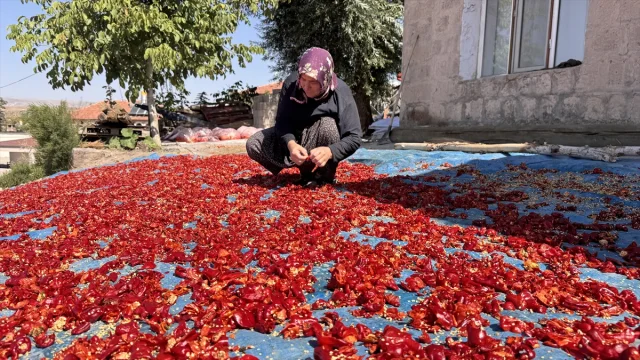 Kayseri'nin Gizli Hazinesi: Cırgalan Biberi Dünyaya Yayılıyo...