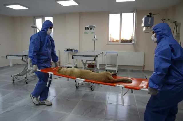 Bitlis'te Sokak Hayvanları İçin Örnek Proje: Doğal Yaşam Alanı Açıldı