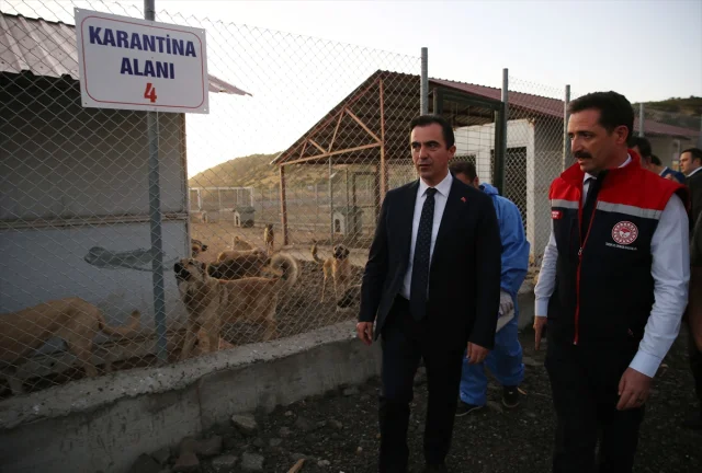Bitlis'te Sokak Hayvanları İçin Örnek Proje: Doğal Yaşam Alanı Açıldı