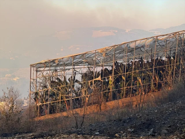 Antalya Alanya'da Tehlike Büyüyor: Orman Yangını Hız Kesmeden Devam Ediyor