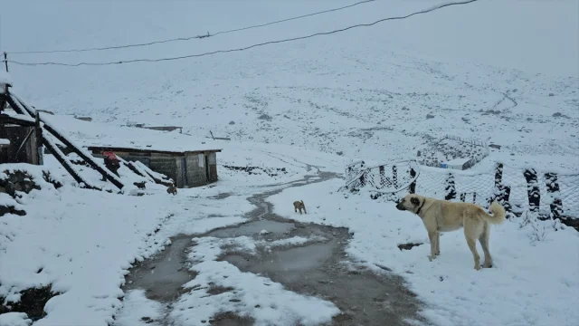 Rize'nin Yaylalarına Mevsimin İlk Karı Düştü: Doğa Severler İçin Mükemmel Bir Manzara