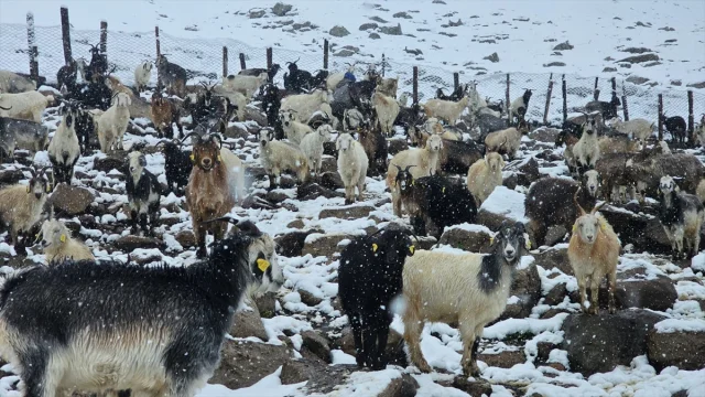 Rize'nin Yaylalarına Mevsimin İlk Karı Düştü: Doğa Severler İçin Mükemmel Bir Manzara