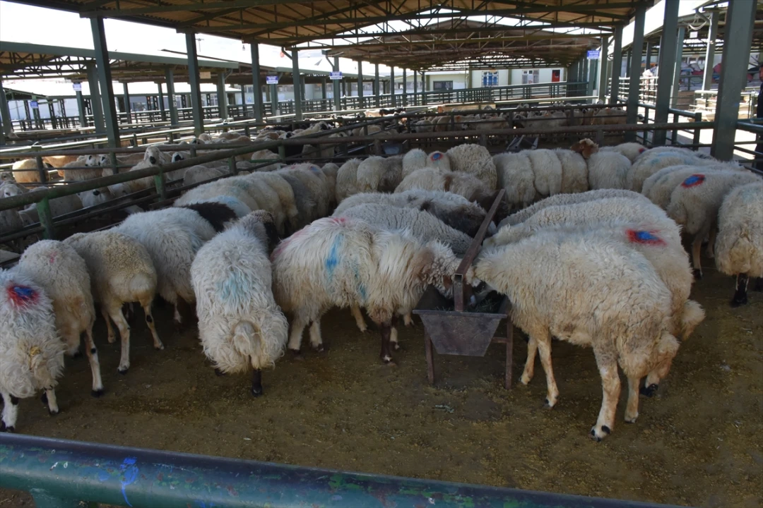 Malatya'da Hayvan Pazarı Yeniden Açılıyor Ziyaretçi Akını Bekleniyor