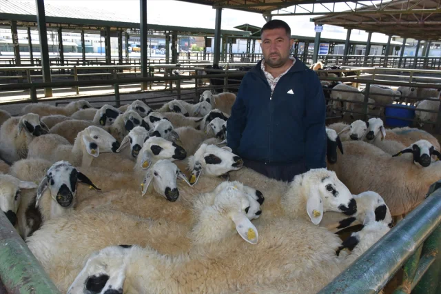 Malatya'da Hayvan Pazarı Yeniden Açılıyor Ziyaretçi Akını Bekleniyor
