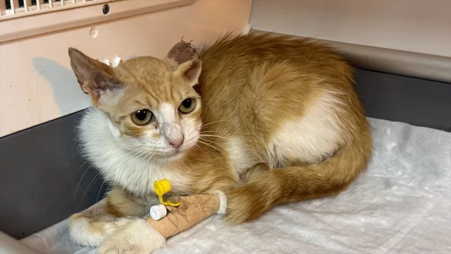 Kedinin Yaşam Mücadelesi Kıkırdakla Nasıl Sonuçlandı