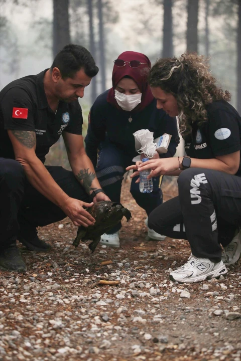 Köyceğiz'de Kahraman Kurtarış UMKE Ekipleri Kaplumbağayı Alevlerin Arasından Çekip Çıkardı