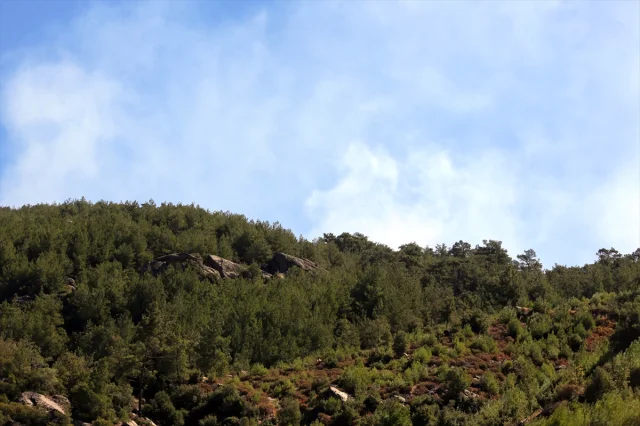 Aydın'daki Orman Yangını Söndürüldü: İşte Mücadelenin Detayları